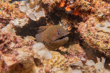Moray eel Mooray lycodontis undulatus at the Sea of the Philippines
