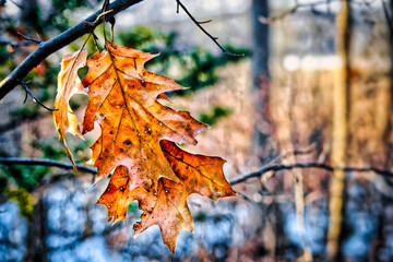 Autumn Leaves on a Tree