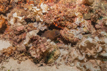 Moray eel Mooray lycodontis undulatus at the Sea of the Philippines
