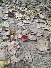 Close up of a red maple leaf on an autumn day
