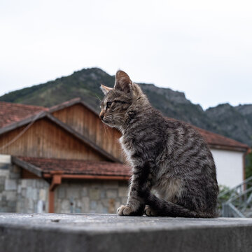 Homeless kitten from georgian village