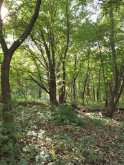 Afternoon sun on the bark of a tree