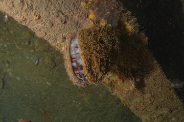 Sea pollution in metals and other garbage at the Sea of the Philippines
