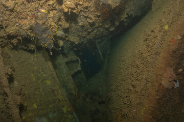 Coral reef and water plants at the Sea of the Philippines
