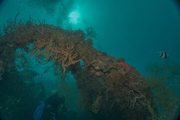Coral reef and water plants at the Sea of the Philippines
