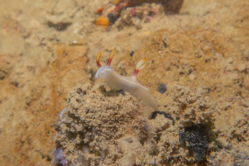 Sea slug at the Sea of the Philippines
