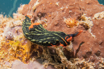 Fototapeta na wymiar Sea slug at the Sea of the Philippines 