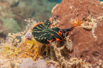 Sea slug at the Sea of the Philippines
