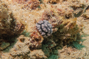 Obraz na płótnie Canvas Sea slug at the Sea of the Philippines 
