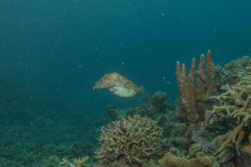 Fototapeta na wymiar Broadclub cuttlefish Squid in the Sea of the Philippines 