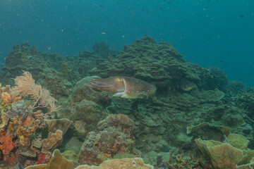 Broadclub cuttlefish Squid in the Sea of the Philippines
