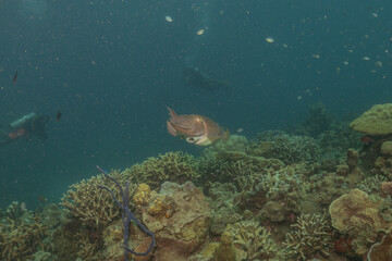 Fototapeta na wymiar Broadclub cuttlefish Squid in the Sea of the Philippines 