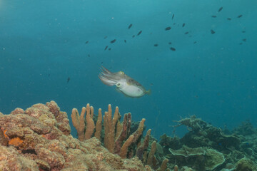 Broadclub cuttlefish Squid in the Sea of the Philippines
