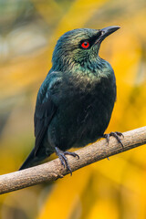 The Asian glossy starling (Aplonis panayensis) is a species of starling in the family Sturnidae
