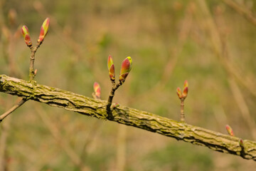 Red and green leaf buds of a flowering dogwood tree, selective focus with bokeh background 