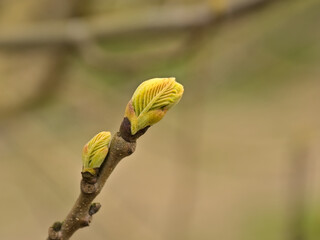 . Sprouting chestnut leaf buds in spring, selective focus with bokeh background - fagus 