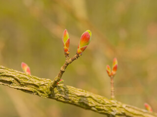 Red and green leaf buds of a flowering dogwood tree, selective focus with bokeh background 