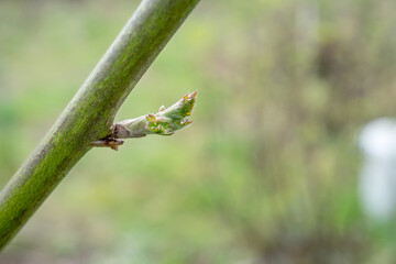 Branch of a blackberry plant with bud
