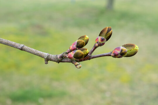 Close-up of maple tree buds in spring