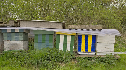  Wooden beehives in Gentbrugse meersen nature reserve, Ghent, Flanders, Belgium 