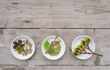 Buds and leaves of hazelnut bush, blackberry bush and maple tree in white bowls
