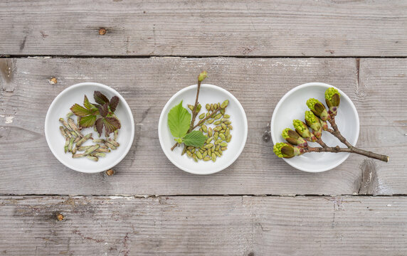 Buds and leaves of hazelnut bush, blackberry bush and maple tree in white bowls