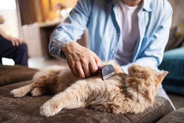 The owner combs the ginger cat at home on the couch. Pet care.