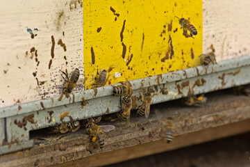  Bees leaving and entering a wooden beehive painted in white and yellow stripes 