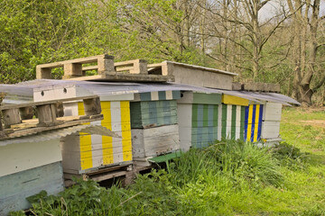  Wooden beehives in Gentbrugse meersen nature reserve, Ghent, Flanders, Belgium 