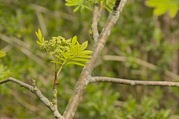 green leaves and buds of a rowan in the forest, selective focus with bokeh background - sorbus aucupanias