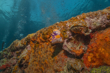 Coral reef and water plants at the Sea of the Philippines
