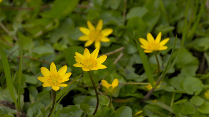 Bright yellow lesser celandine flowers, view from above - Ficaria verna