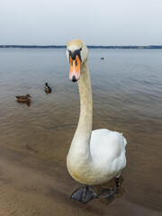 Swan on the lake beach.