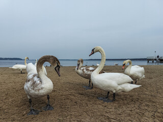 Swans on the lake beach.
