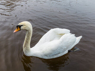 Mute swan in the lake.