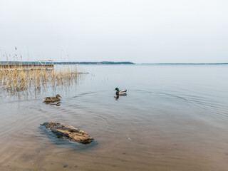 Mallard ducks swimming in the lake.