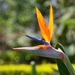 Colorful Bird of Paradise blooming in the spring