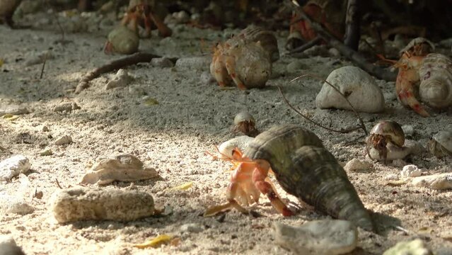 Close up view of many hermit crabs with different shells crawling over the sand.