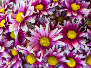 Chrysanthemums multicolor flowers background. white, yellow and Pink daisy flowers