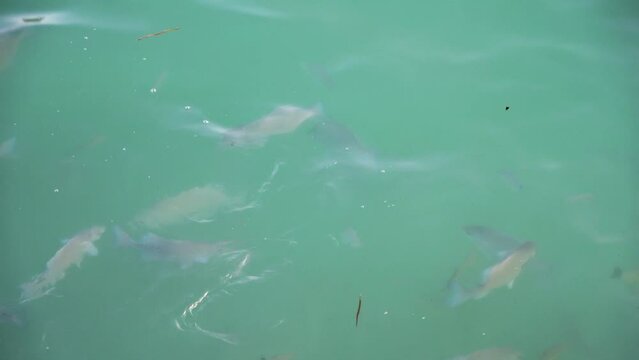 View of small sharks on the surface of the Indian Ocean looking for food.