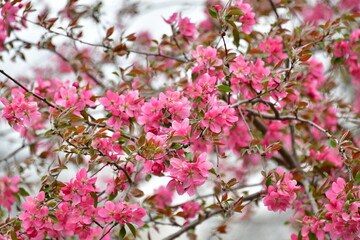 Obraz premium Blooming Buds on a Crabapple Tree