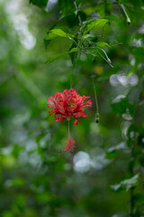Hibiscus schizopetalus beautiful pink orange flowers in bloom, ornamental amazing flowering plant, hanging flower