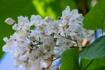 Catalpa bignonioides indian-bean-tree medium sized deciduous ornamental flowering tree, white...