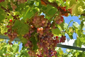 Large cluster of fresh red grapes hanging from an overhead grapevine on a sunny Mediterranean day.