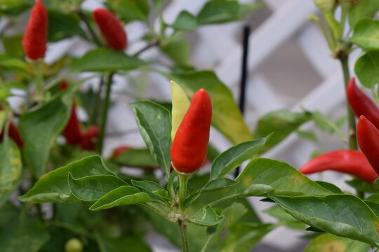 Bright red chilli peppers, capsicum annuum red pepper plant.