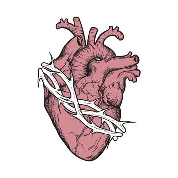 Human heart in thorns anatomically correct hand drawn line art and dotwork. Flash tattoo or print design vector illustration.