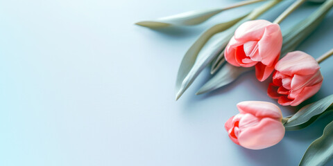 Obraz premium Flat lay, top view of spring flowers. Blooming pink tulips flowers on pastel background with copy space. Generative AI