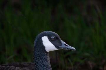 Closeup of Canada Goose