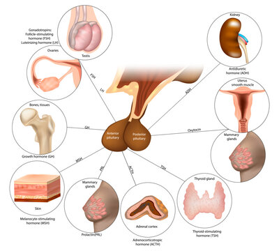Pituitary Gland. Endocrine System. The posterior lobe and  anterior pituitary regulates several physiological processes by secreting hormones. 