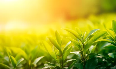 Gordijnen Tea plantation at sunrise time © xamtiw